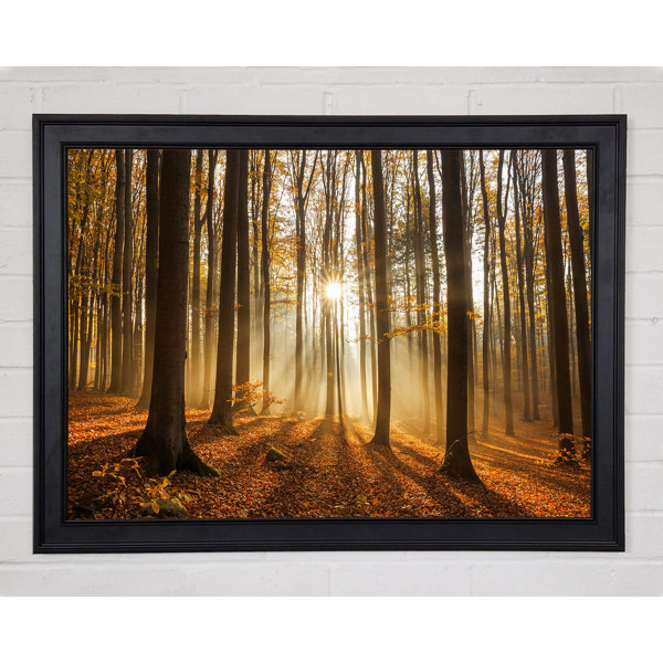 Union Rustic Sunbeam Forest In The Misty Hues Gerahmter Druck Wayfair De